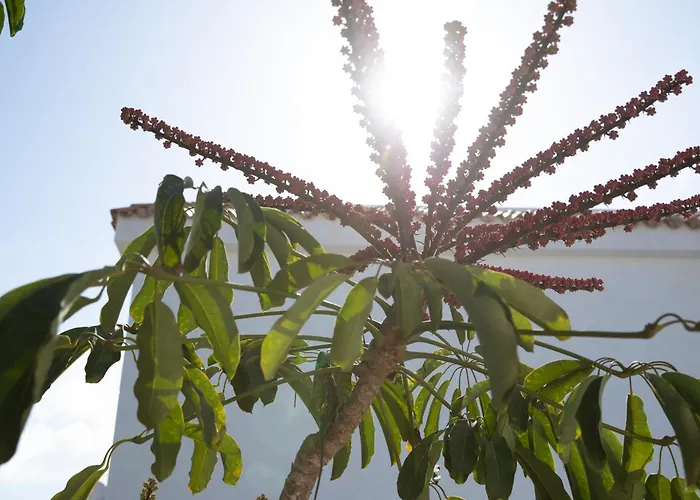 Hotels in de buurt van Avenida Corralejo Grandes Playas